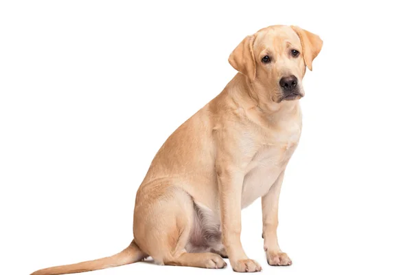 Собака Лабрадор Белом Фоне — стоковое фото