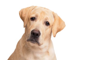 Beyaz arka planda Labrador Retriever köpeğinin yakın plan portresi.