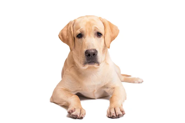 Beyaz Arka Planda Yatan Sevimli Labrador Köpeği — Stok fotoğraf