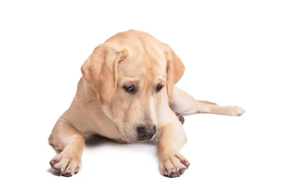 Beyaz Arka Planda Yatan Üzgün Labrador Retriever Köpeği Zole Edilmiş — Stok fotoğraf