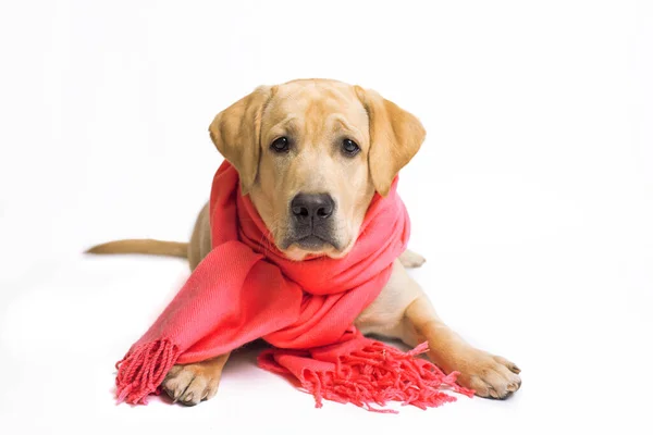 白い背景に隔離されたスカーフを持つ美容ラブラドール取得犬 — ストック写真