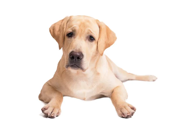 Carino Cane Labrador Retriever Sdraiato Uno Sfondo Bianco — Foto Stock