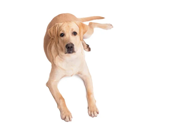 Симпатичный Лабрадор Ретривер Собака Лежит Белом Фоне — стоковое фото