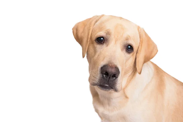 Beyaz Arka Planda Labrador Retriever Köpeğinin Yakın Plan Portresi — Stok fotoğraf