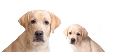 Labrador yavrusu ve ailesi beyaz bir arka planda izole edilmiş.