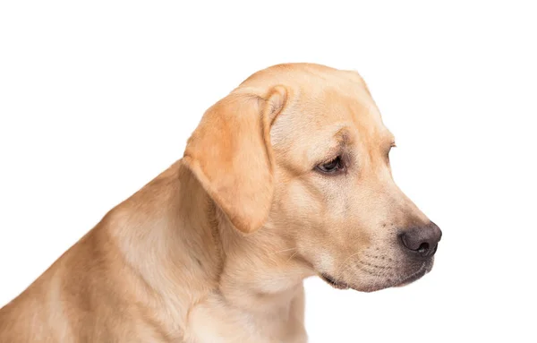Güzel Labrador Retriever Köpeği Beyaz Arka Planda Izole Edilmiş — Stok fotoğraf