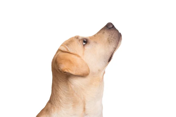 Labrador Retriever Cabeça Cão Isolado Fundo Branco — Fotografia de Stock