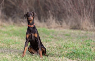 Kahverengi Doberman Pinscher köpeği parkta