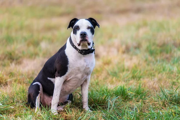 Beauty Pit Bull Terrier Wymieszać Psa Parku — Zdjęcie stockowe