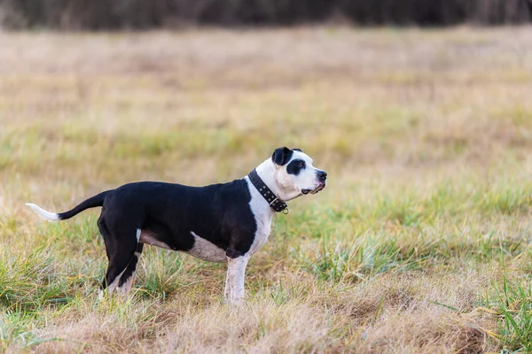 Beauty Pit Bull Terrier Wymieszać Psa Parku — Zdjęcie stockowe