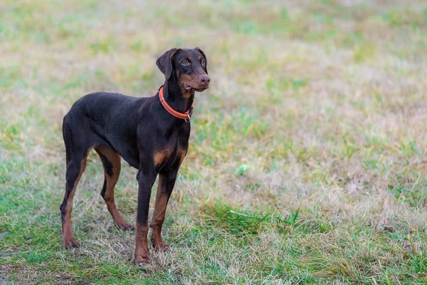 公园里的褐色杜宾犬 — 图库照片