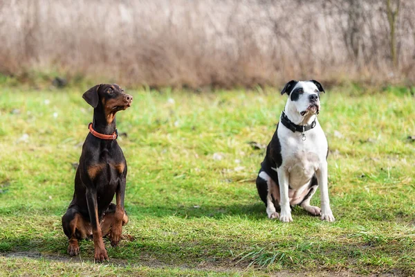 Doberman Pinscher Son Amie Chien Pitbull Terrier Dans Parc Une — Photo