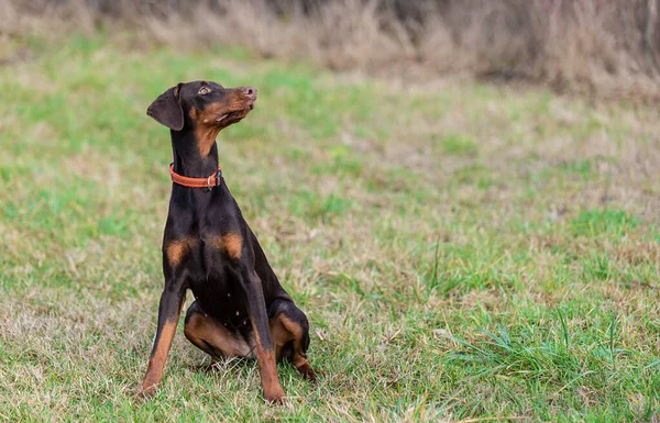 Kahverengi Doberman Pinscher Köpeği Parkta — Stok fotoğraf