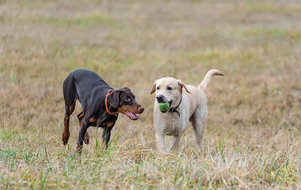 Doberman Pinscher Labradorský Pes Hrají Poli Míčem — Stock fotografie