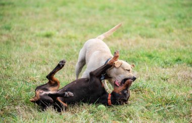 Labrador Retriever ve Doberman köpekleri parkta oynuyor, kavga ediyorlar.