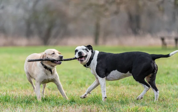 Dos Perros Jugando Con Palo Parque Verde — Foto de Stock