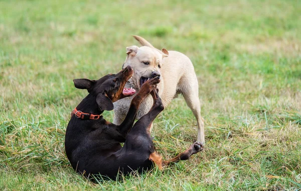 Labrador Retriever Doberman Köpekleri Parkta Oynuyor Kavga Ediyorlar — Stok fotoğraf