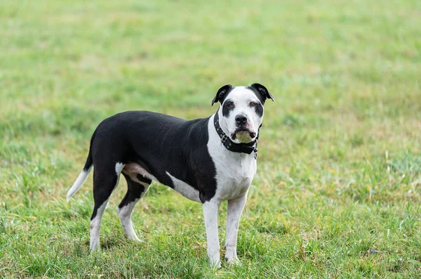 Piękny Amerykański Pitbull Terrier Dog Parku — Zdjęcie stockowe