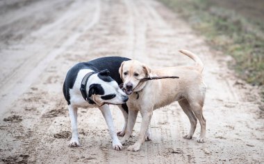 Yeşil parkta sopayla oynayan iki köpek.