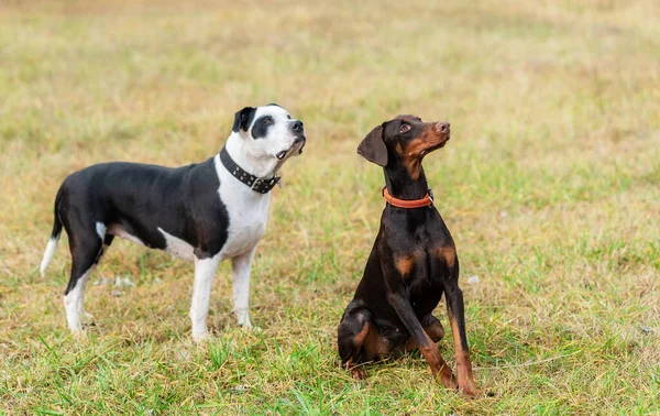 Doberman Pinscher Amiga Una Perra Pitbull Terrier Parque Día Soleado —  Fotos de Stock