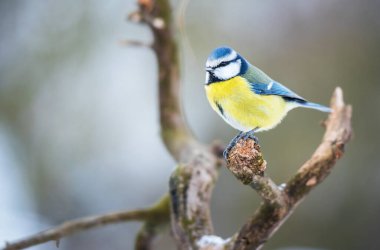 Blue tit sitting on a bench a winters day