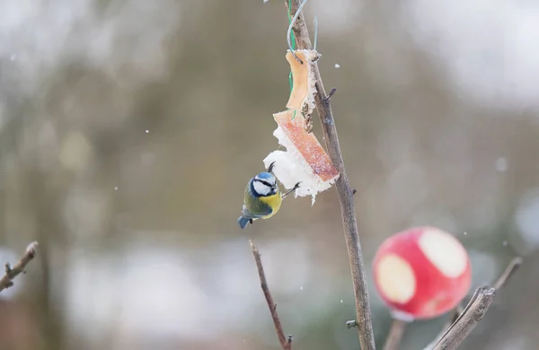 Tomtit Frisst Speck Einem Wintertag — Stockfoto