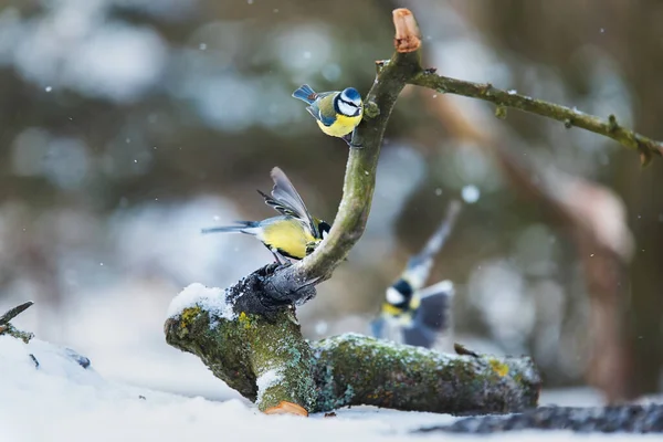 아름다운 노래하는 새들이 겨울을 애지중지 — 스톡 사진