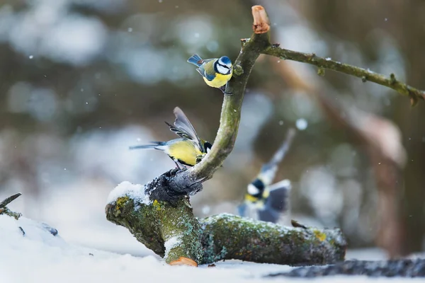 Beauté Chanteurs Ressaisissant Sur Banc Jour Hiver — Photo