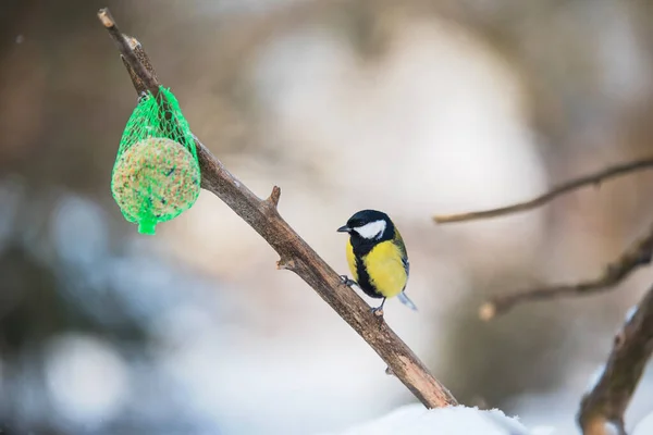 Beauty Tit Feeder Winters Day — 스톡 사진