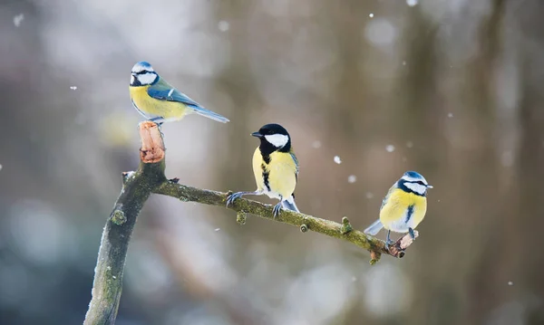 Schöne Singvögel Die Einem Wintertag Auf Einem Bankett Harren Stockbild