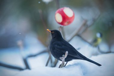 Besleyicide güzel siyah ardıç kuşu