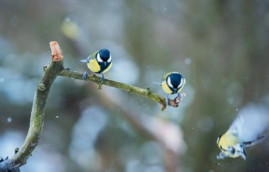 A great tits sitting on a twig