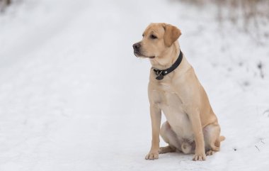 Karda oturan sevimli Labrador av köpeği.