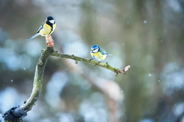 Grand Mésange Bleu Seins Repos Une Branche Hivers Jour — Photo