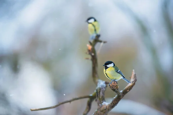 Photo Une Mésange Dans Jardin — Photo