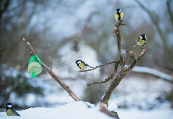 Oiseaux Chanteurs Sur Une Mangeoire Gros Seins Dans Jardin — Photo