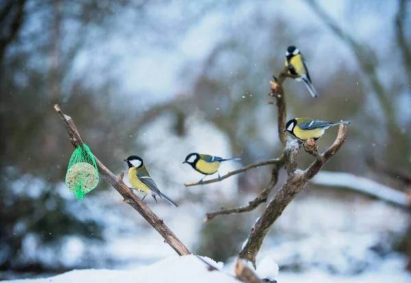 Songbirds Feeder Great Tits Garden — Stock Fotó
