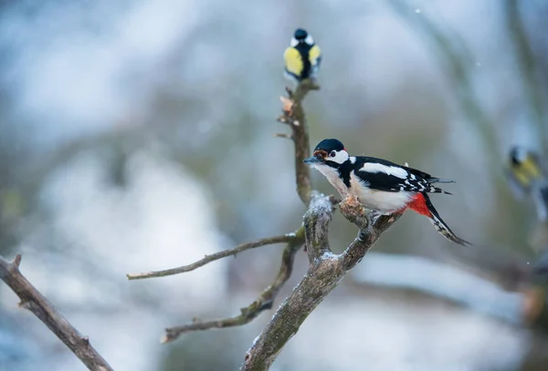 Foto Krásného Datla Zimní Den — Stock fotografie