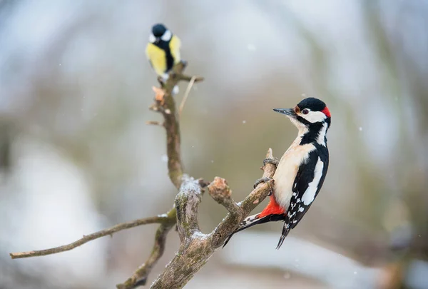 Photo Beautiful Woodpecker Winters Day — Stock Photo, Image