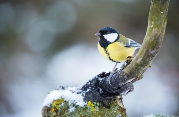 Great Tit Sitting Branch Winters Day — 스톡 사진