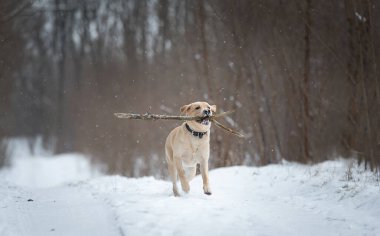 Karda komik labrador köpeği