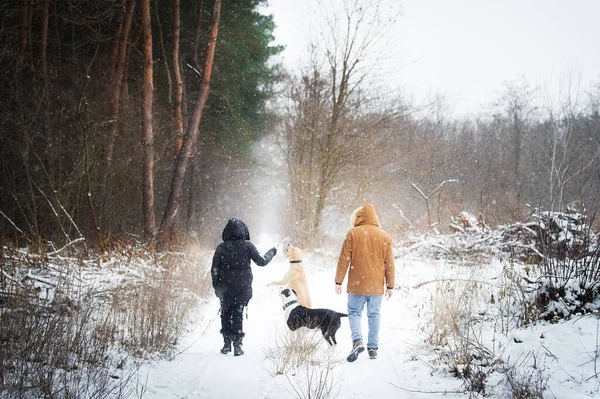 Junges Paar Mit Hunden Geht Winterwald Spazieren lizenzfreie Stockfotos