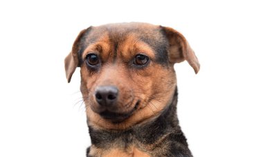 Melez bir köpeğin yakından çekilmiş fotoğrafı.