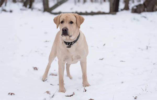 Adorable Chien Labrador Retriever Dans Neige — Photo