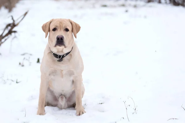 Очаровательная Собака Лабрадор Снегу — стоковое фото