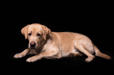 Siyah arka planda izole edilmiş sevimli Labrador Retriever köpeği.