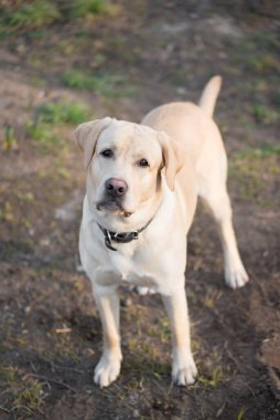 Parktaki sevimli sarı Labrador köpeği.
