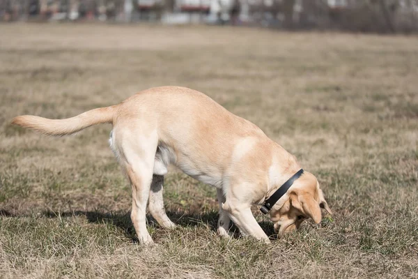 Очаровательная Желтая Собака Лабрадор Парке — стоковое фото