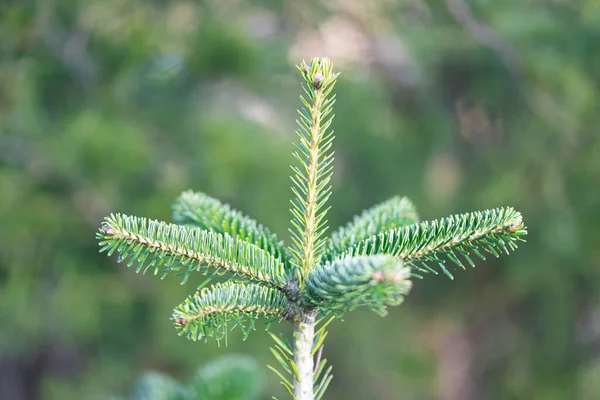 Pine Branch Nature — 图库照片