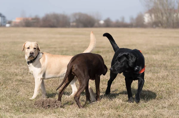 Trois Chiens Labrador Retriever Jouant Dans Parc — Photo